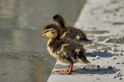 Tierkinder