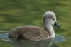Tierkinder