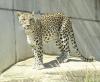 Leoparden