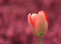Tulpen