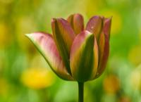 Tulpen
