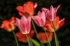 Tulpen