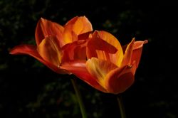 Tulpen