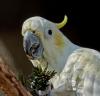 Vögel in Volieren