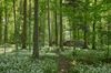 Wälder