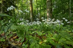 Wälder