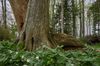 Wälder