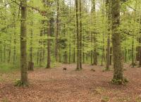 Wälder