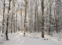 Wald Winter