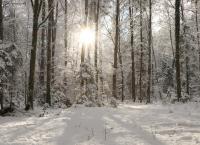 Wälder Winter