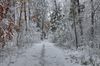 Wälder Winter