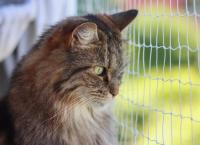 Katze