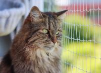 Katze