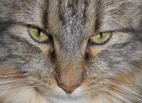Katze