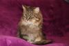 Katze