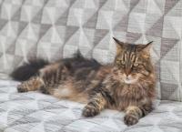 Katze