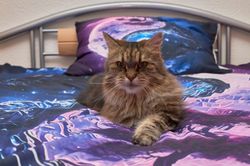 Katzen