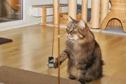 Katze