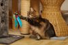 Katzen