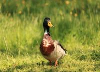 Wasservögel