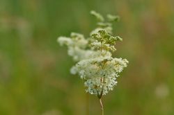 Wiesenkönigin