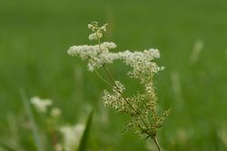 Wiesenkönigin