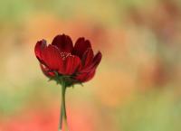 Wildblumen