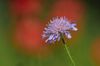 Witwenblumen