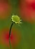 Witwenblumen